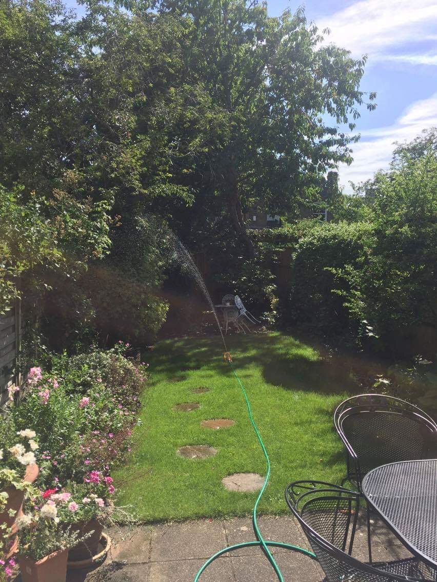  My garden in South West London, 2017