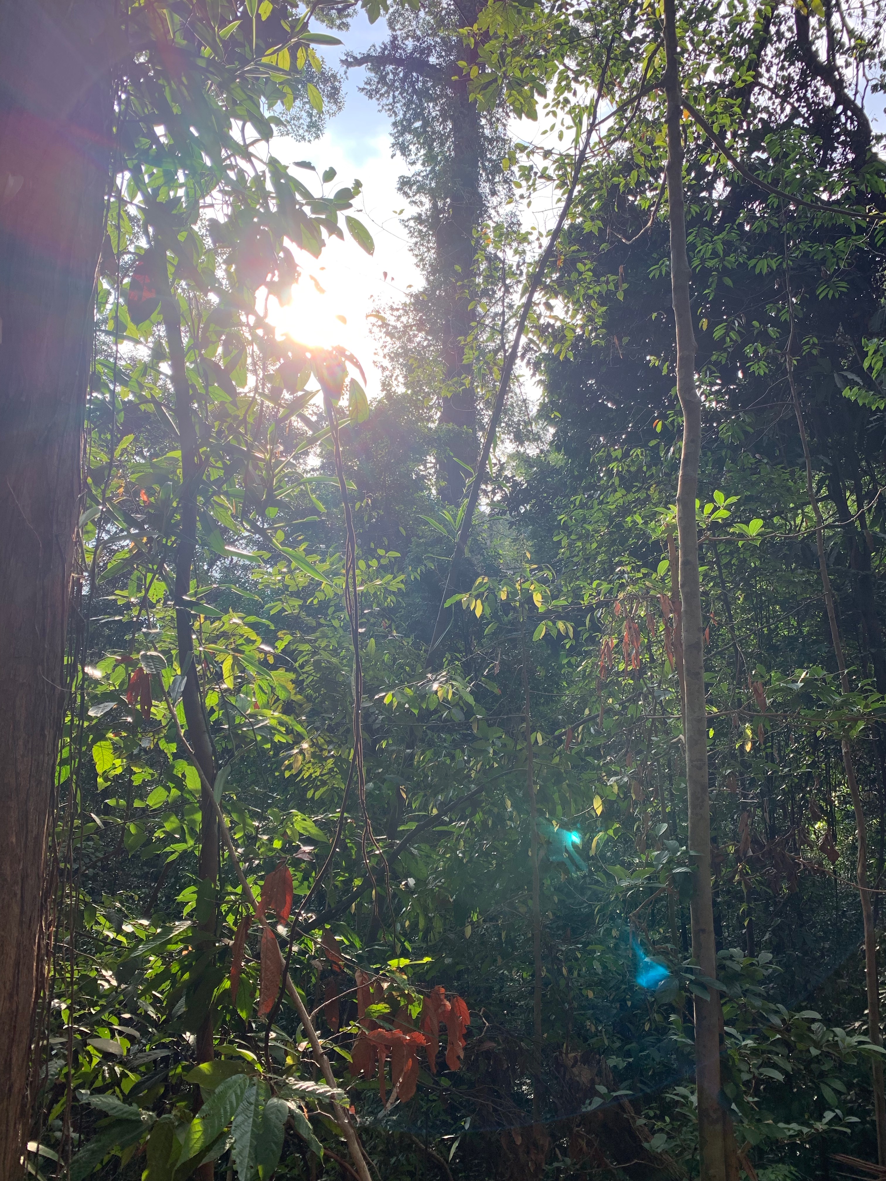  Bukhit Timah Nature Reserve, Singapore 2019.