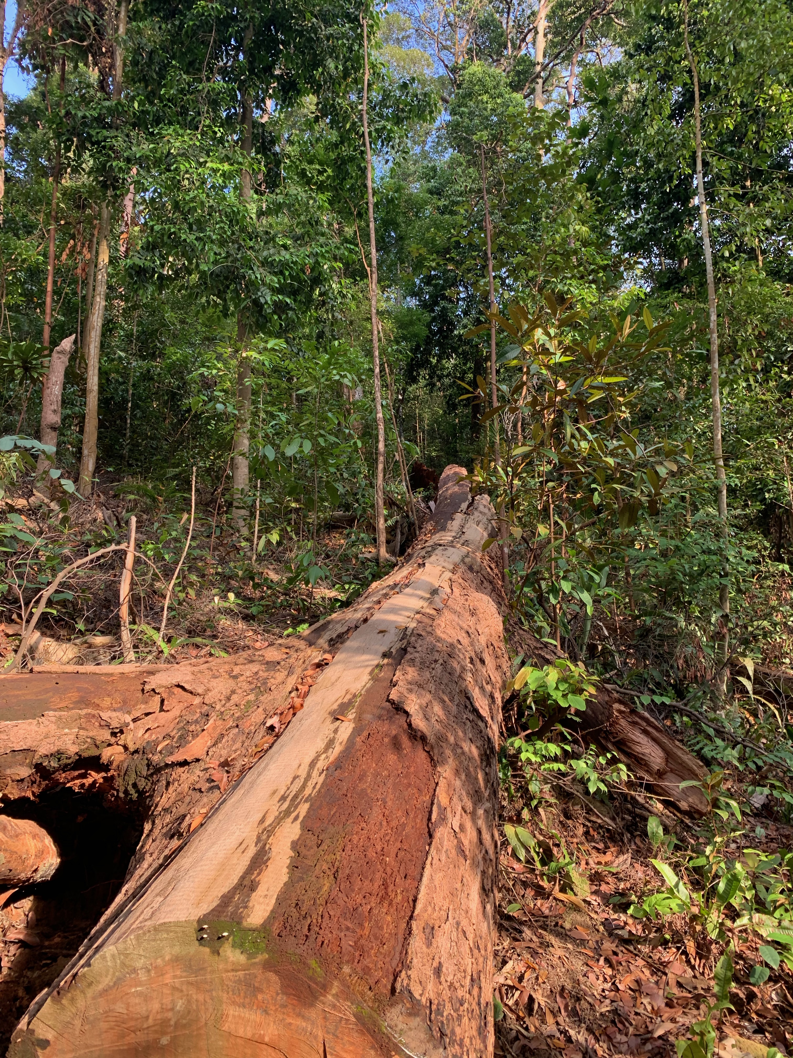  Bukhit Timah Nature Reserve, Singapore 2019.